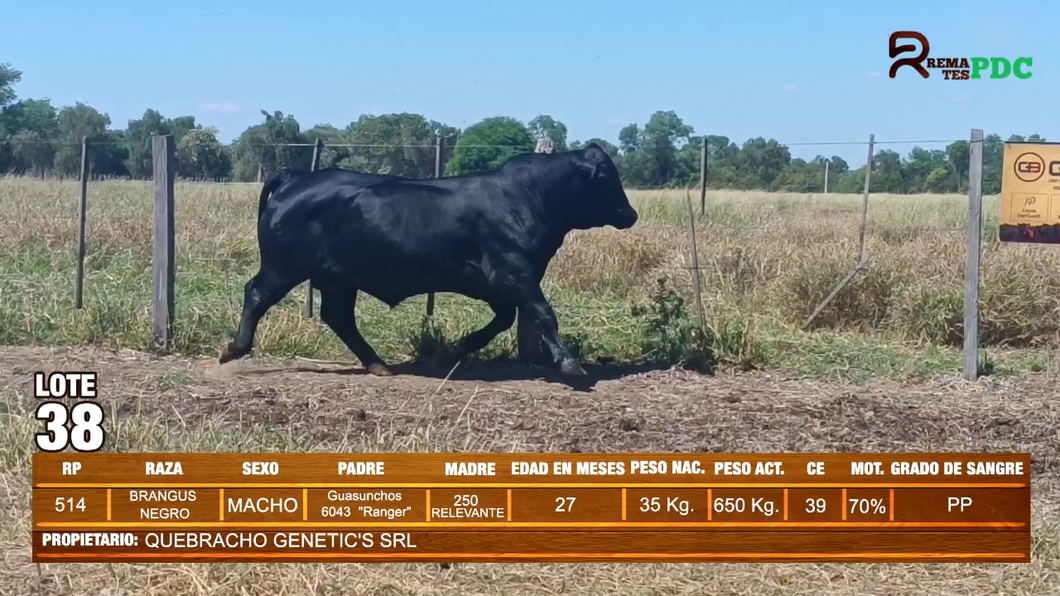 Lote TORO BRANGUS NEGRO - QUEBRACHO GENETIC'S SRL