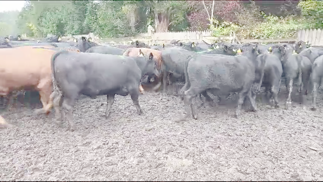 Lote 55 Novillo Engorda en Osorno, X Región Los Lagos