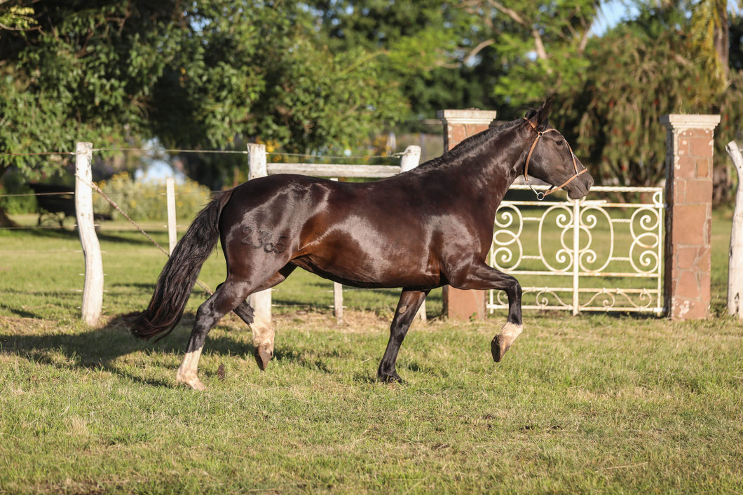 Lote DEL SILENCIO YUA