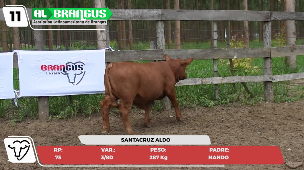 Lote LOTE 11- JUNIOR