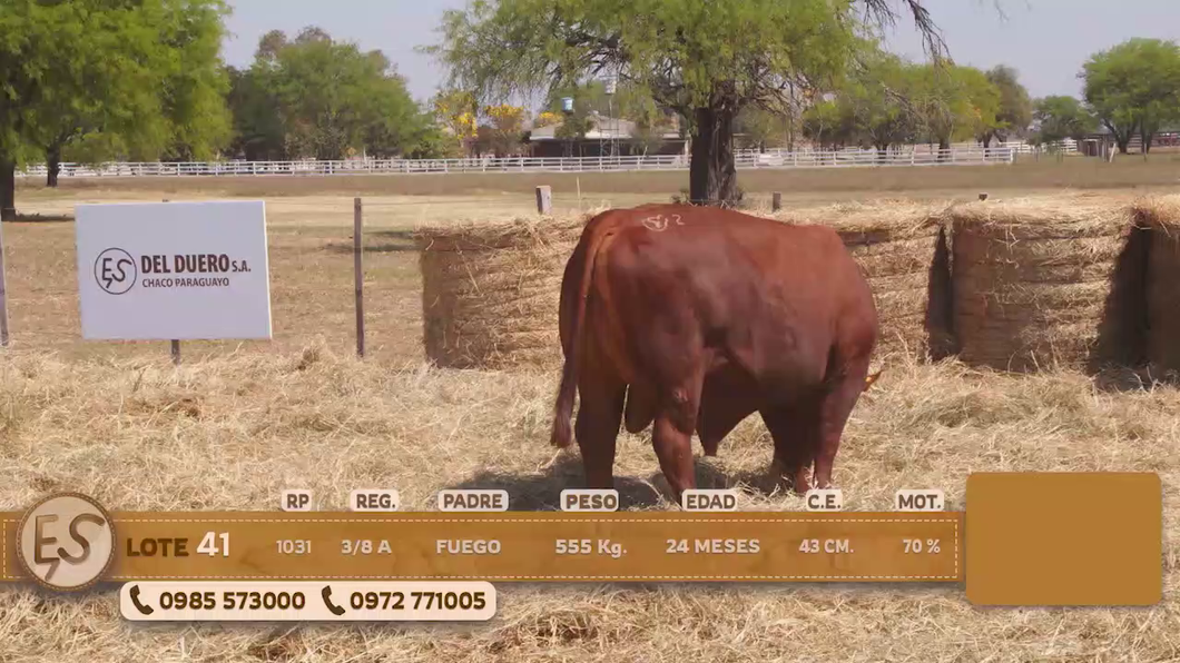Lote Toro