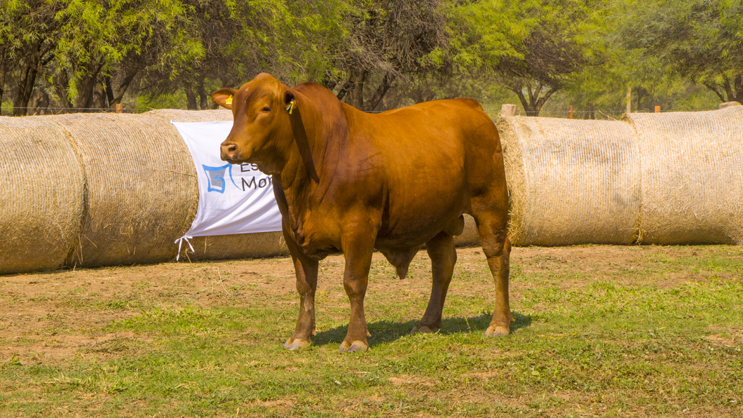 Lote Toros
