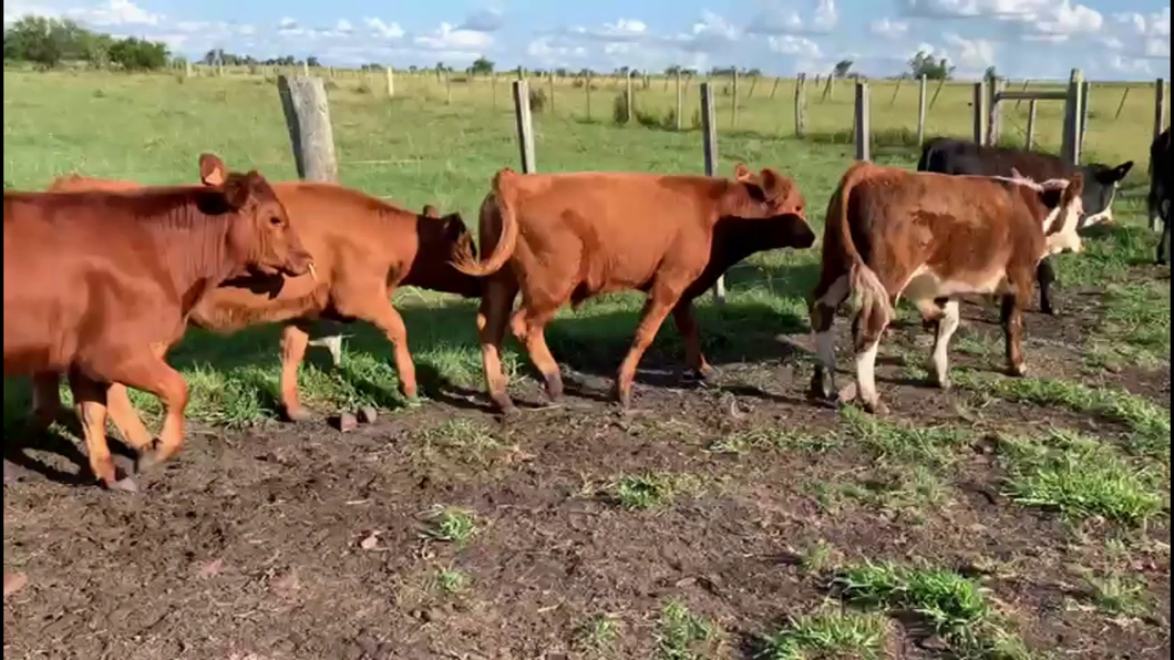 Lote TERNEROS Y TERNERAS