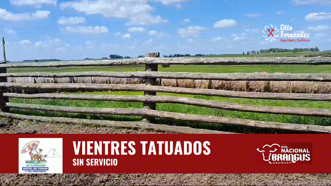 Lote Vientres tatuados