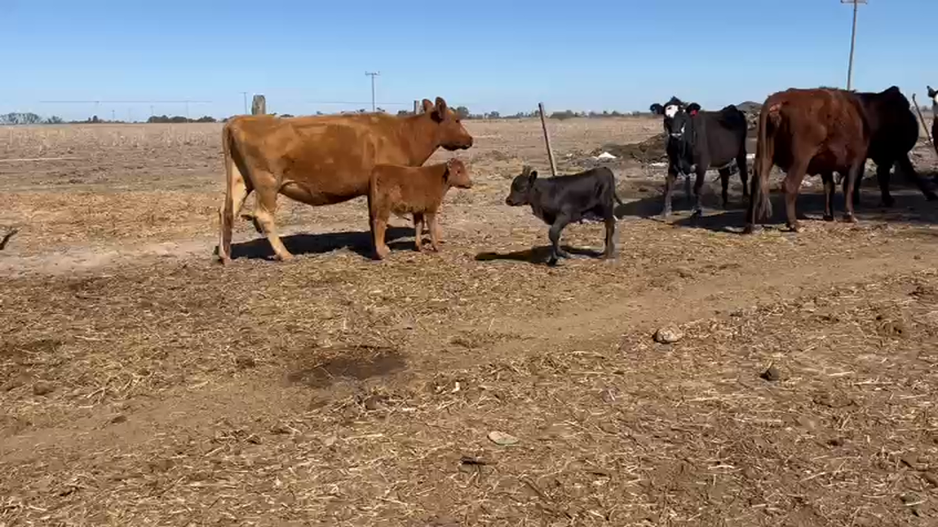 Lote 20 Vacas C/ cria Cruzas Británicas en Sunchales, Santa Fe