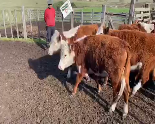 Lote 15 Vaquillonas/Vacas Entoradas en Solís de Mataojo, Lavalleja