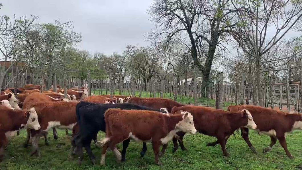 Lote 18 Terneras en Melo, Cerro Largo