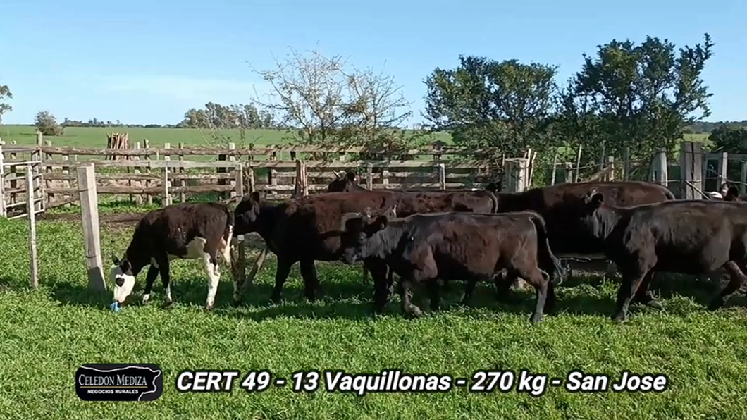 Lote 13 Vaquillonas 1 a 2 años en San José