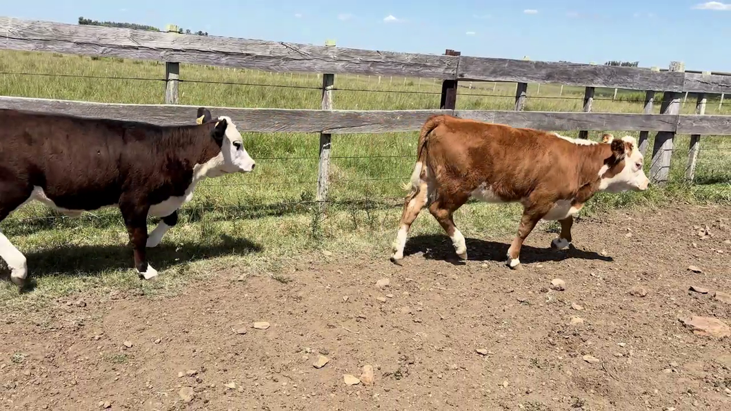 Lote TERNEROS Y TERNERAS