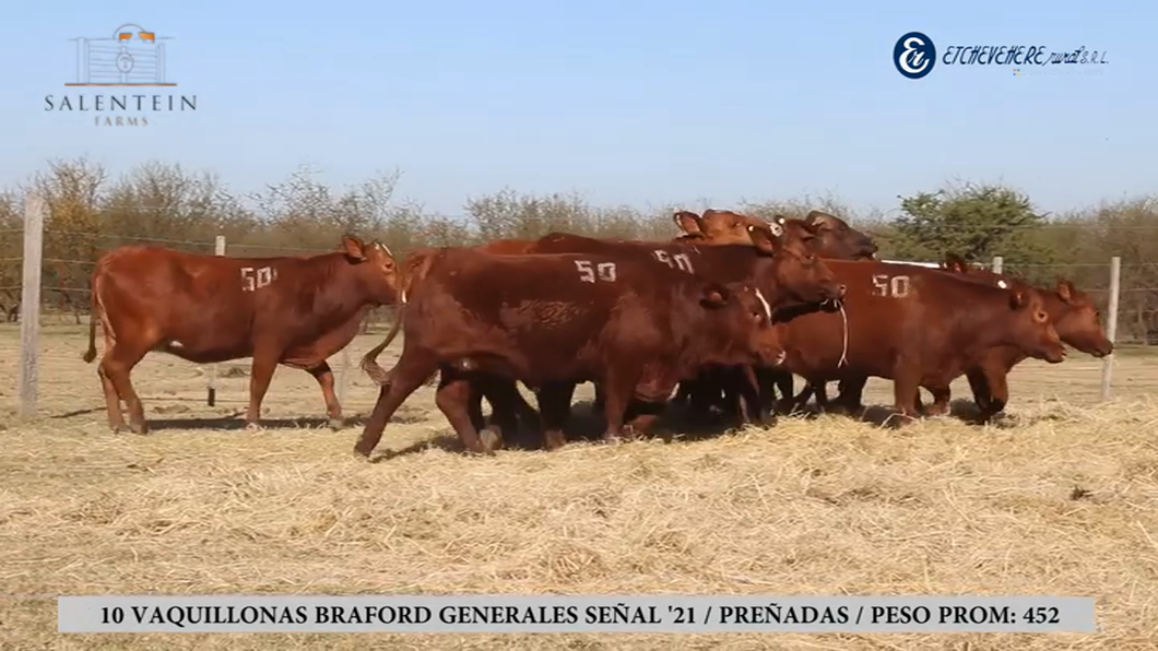 Lote Vaquillas Braford Generales Señal ´21-Preñadas IATF (28-12-2023) y Servicio Colectivo (03/01/24 al 05/02/24)