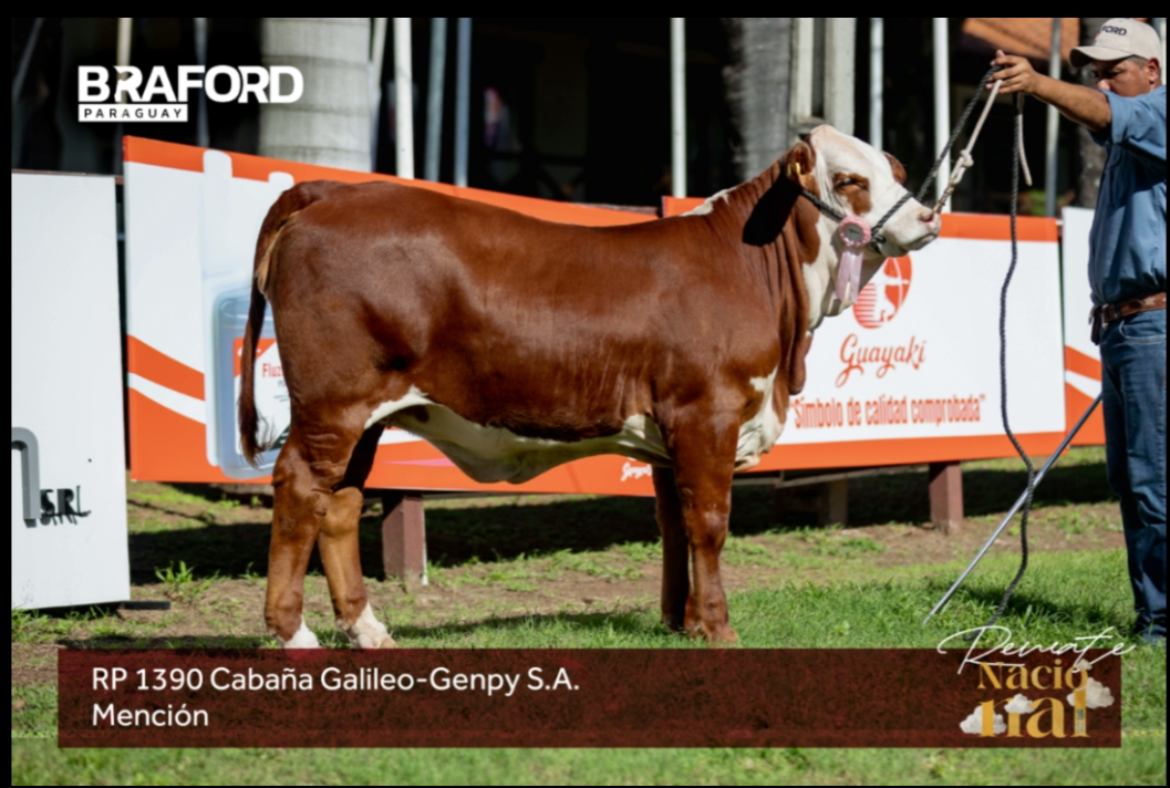 Lote LOTE BOZAL - NRO DE CAT 6