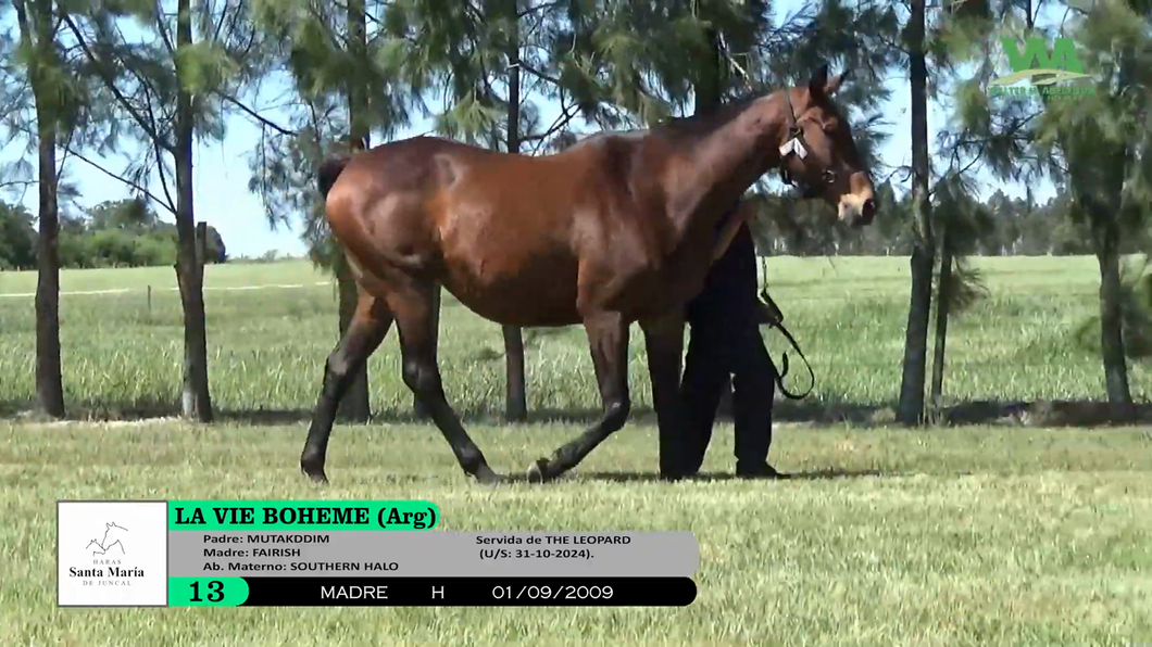 Lote LA VIE BOHEME