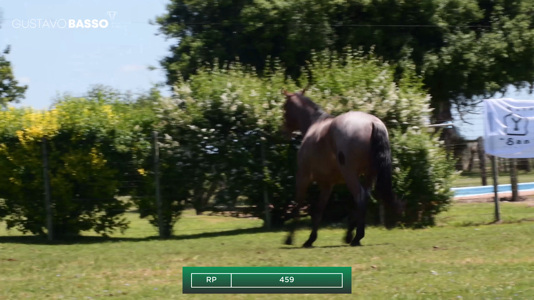 Lote Macho de Andar a remate en Remate Cabaña San Jose, Cerro Largo