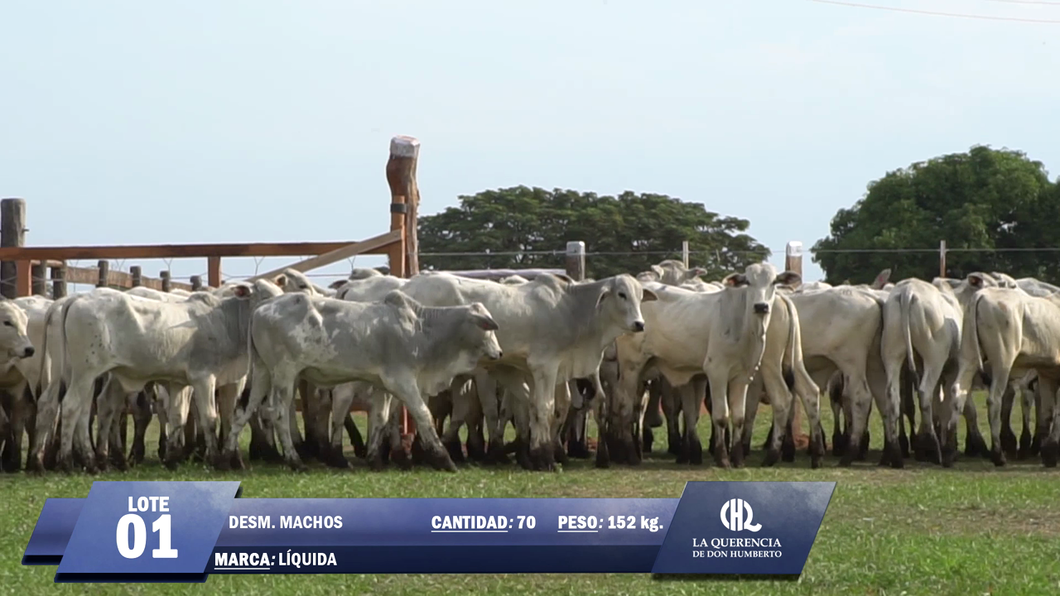 Lote Lote 1