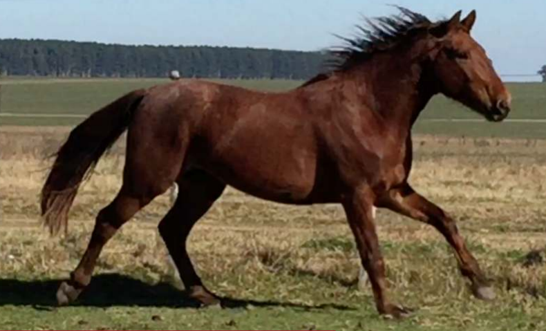 Lote DORADO LA INVERNADA