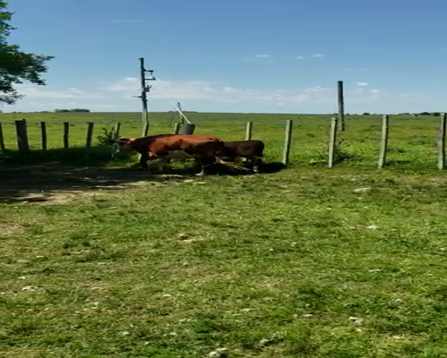 Lote 2 Piezas de cría HEREFORD a remate en REMATE DE PANTALLA 360kg -  en Asociación Rural de San José