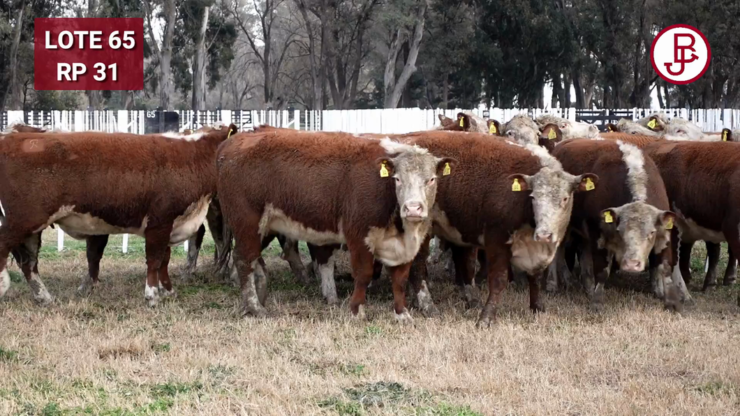 Lote VAQUILLONA PR PREÑADA PARICIÓN PRIMAVERA