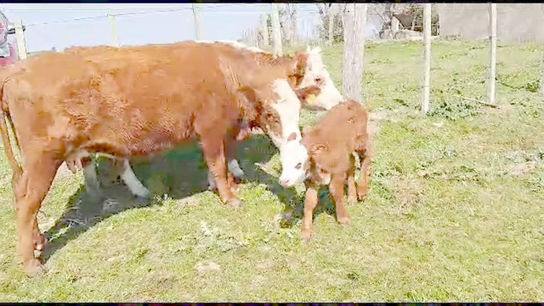 Lote 16 Piezas de cría Hereford y Cruzas a remate en Aniversario 115 Años - Camy 350kg -  en San Gregorio