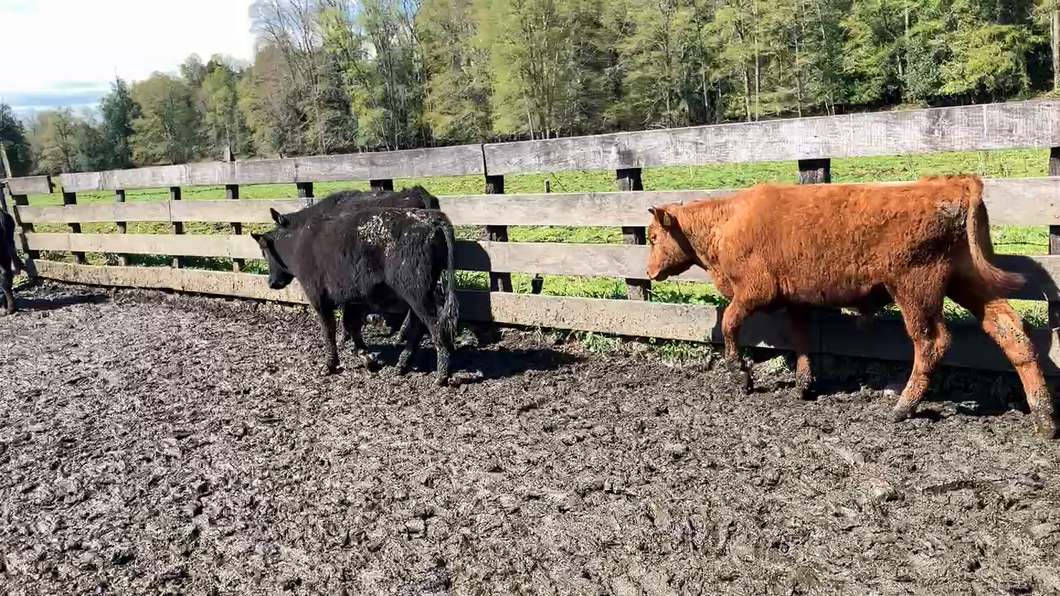 Lote 16 Ternero en Puyehue, X Región Los Lagos