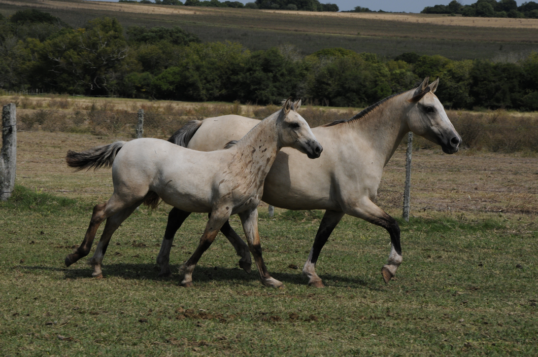 Lote La Tigra Castañuela