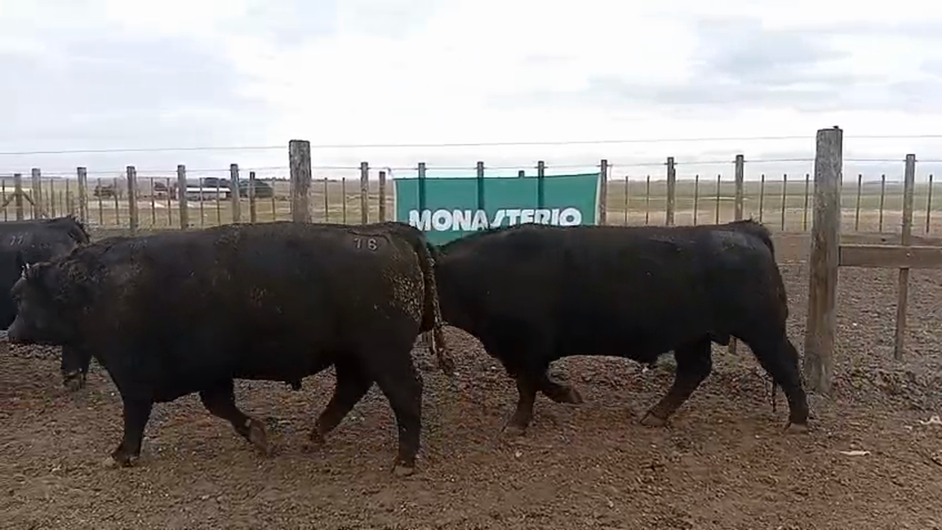 Lote Toros