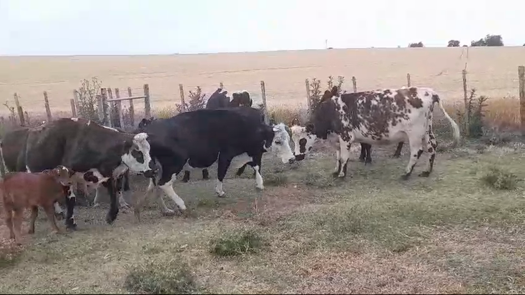 Lote PIEZAS DE CRIA
