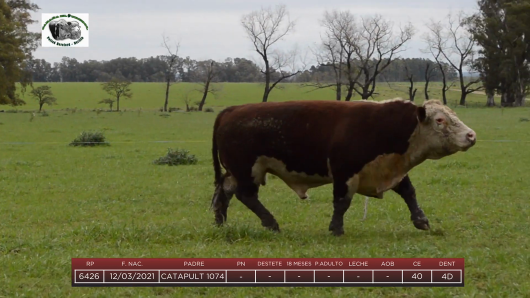 Lote Toros a remate en 6to Remate Anual Cabaña "El Trébol" de Martín Salto Stefani, Paysandú