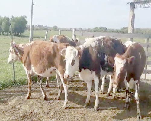 Lote 5 Vaca NORMANDO Y CRUZAS 380kg - , San José