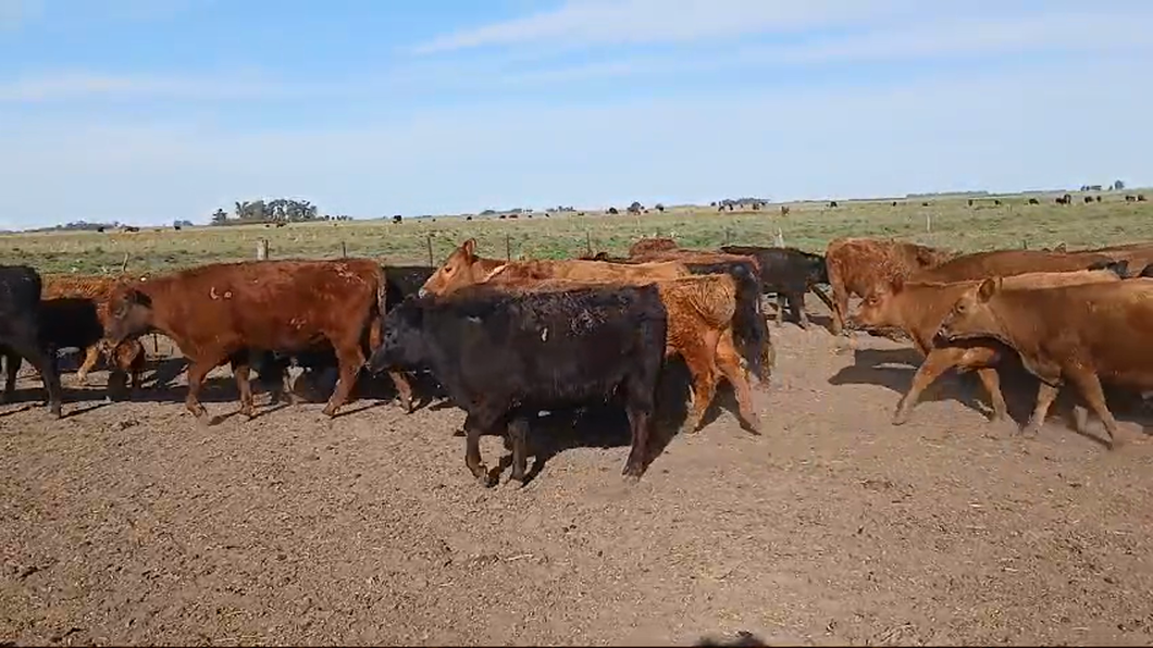 Lote 18 Novillitos en Gral. Lamadrid