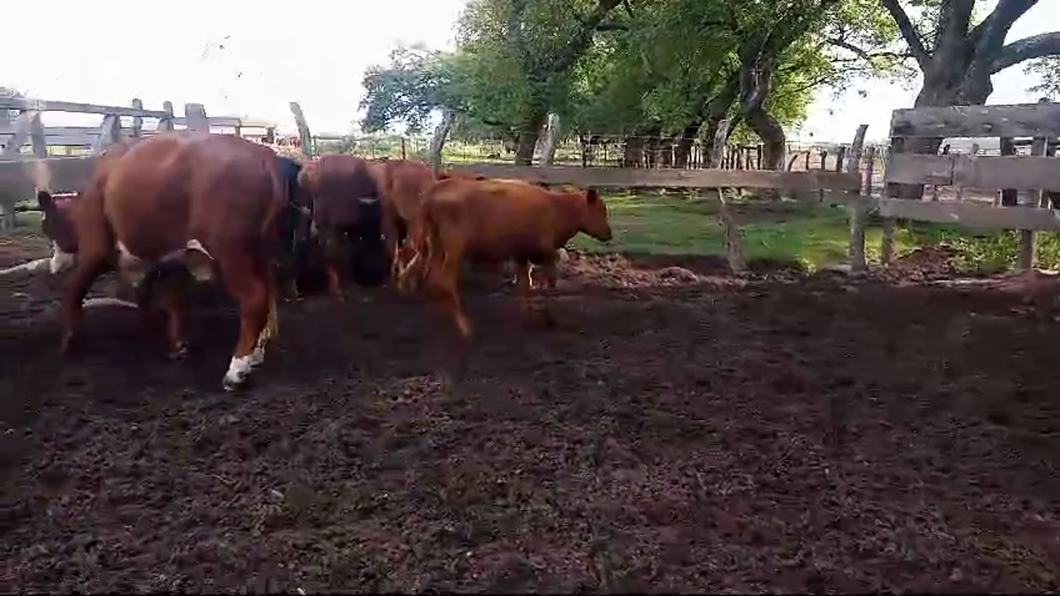 Lote 13 Novillitos y vaquillonas