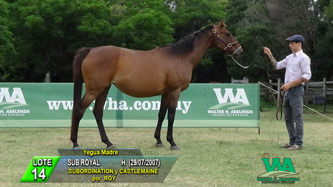 Lote SUB ROYAL