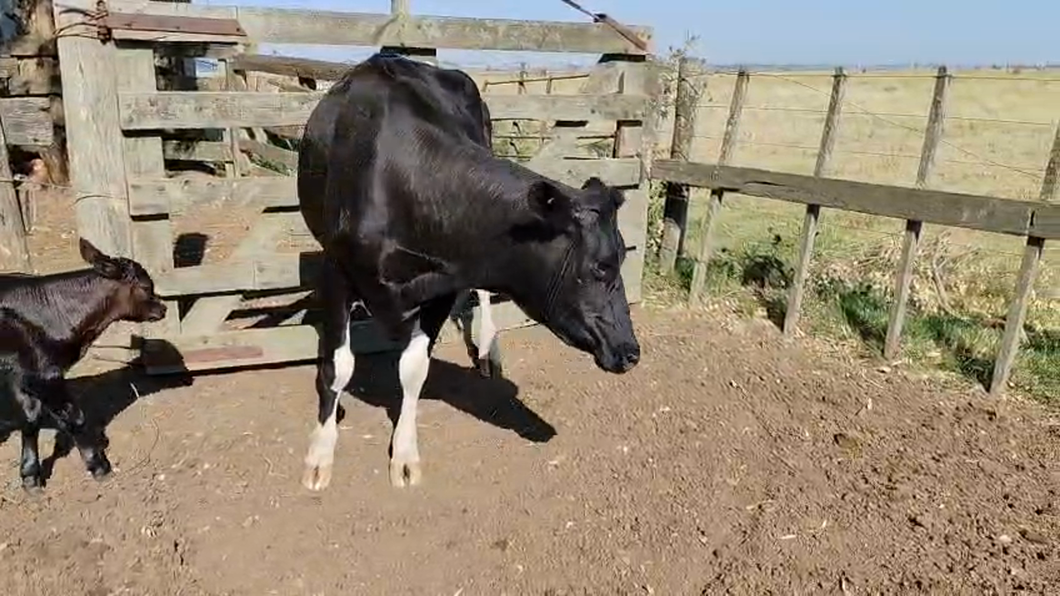 Lote Vacas de Invernada 450kg - , San José