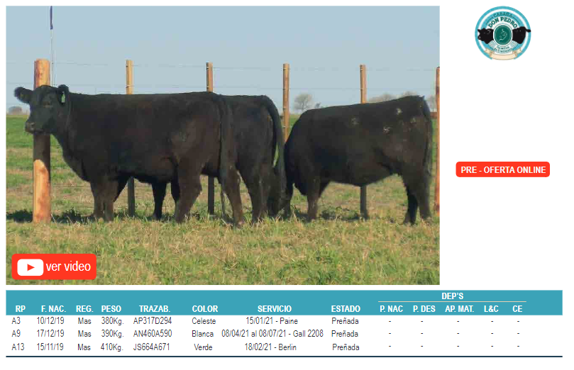 Lote Corral 10-3 hembras angus don pedro