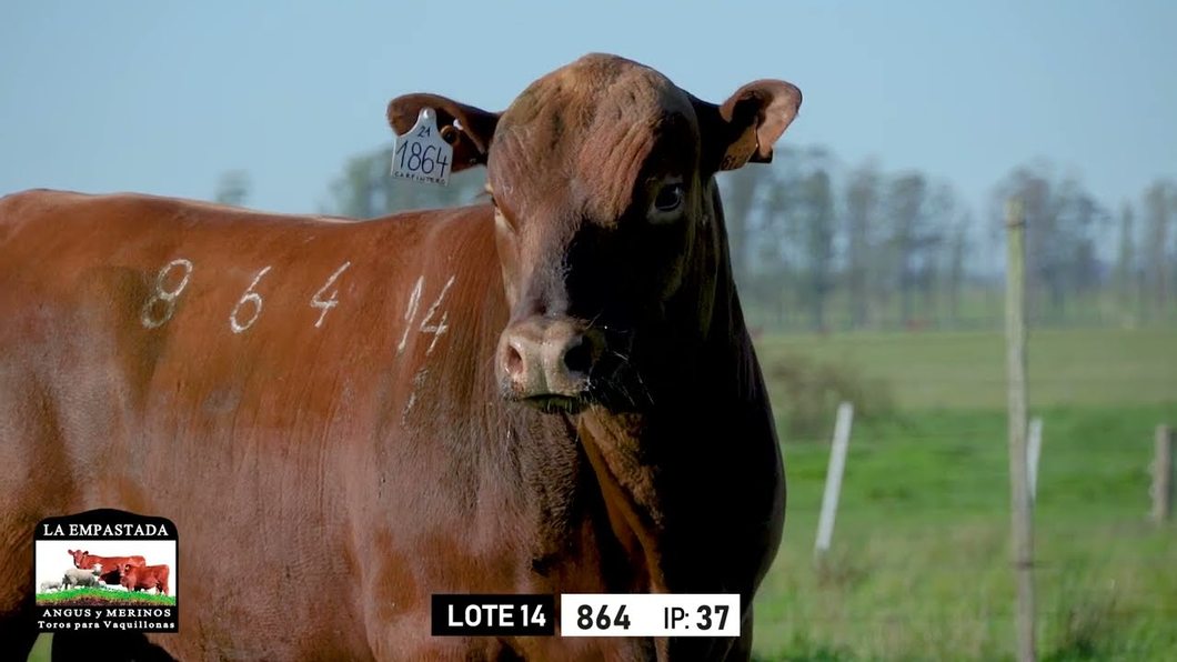 Lote Toros a remate en Toros para Vaquillonas - La Empastada, Durazno