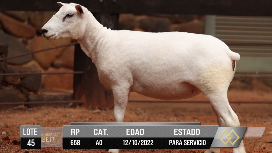 Lote LOTE 45