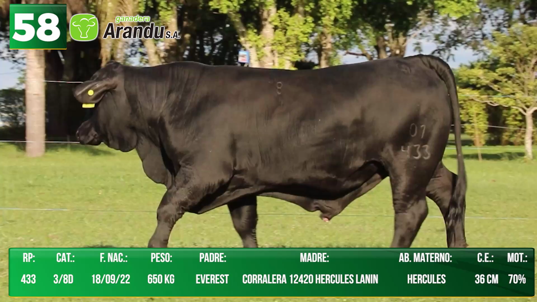 Lote LOTE 58