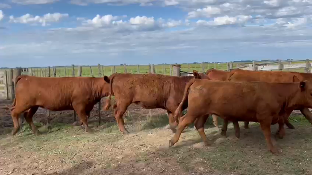 Lote 22 Vaquillonas en Cañuelas, Buenos Aires