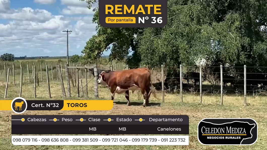 Lote 1 Toros en Canelones