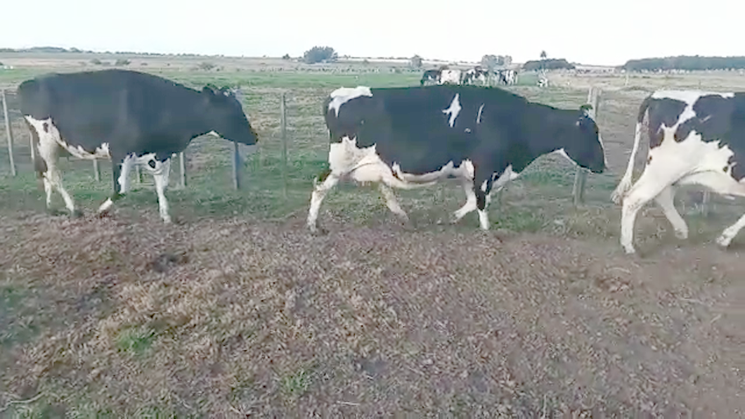 Lote 3 Vacas de Invernada HOLANDOS a remate en PANTALLA CAMY 580kg - , San José