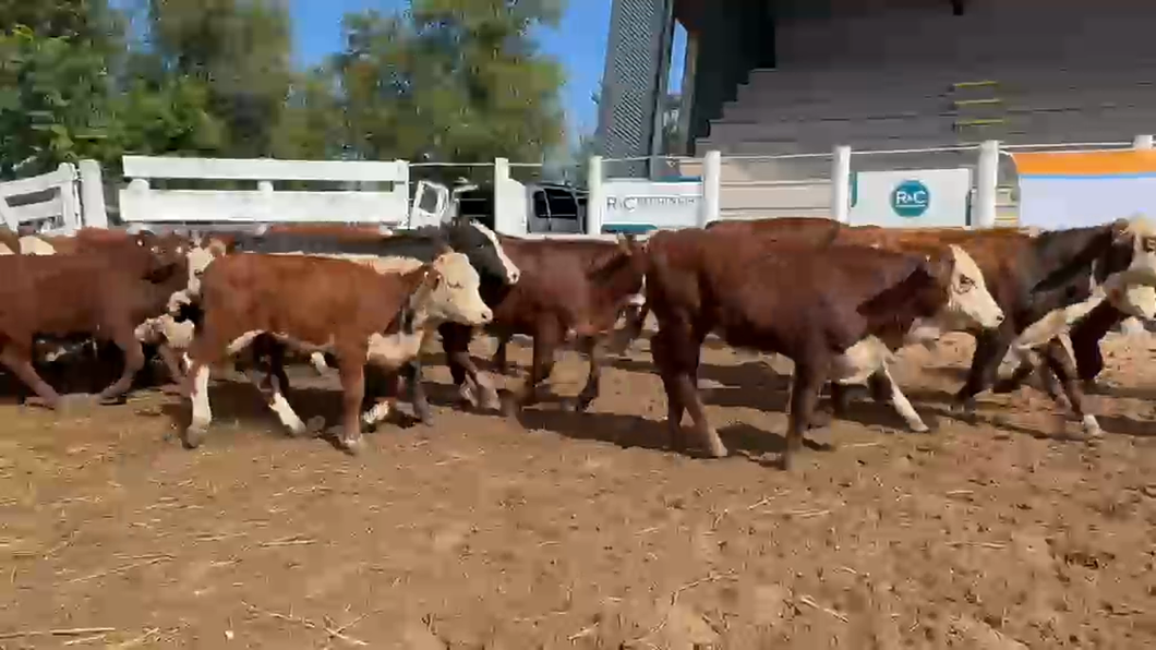 Lote 75 Terneros en Corrientes, Bella Vista