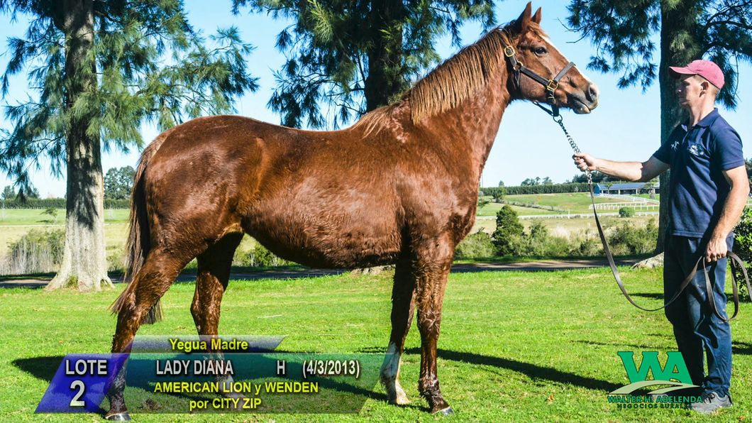 Lote LADY DIANA