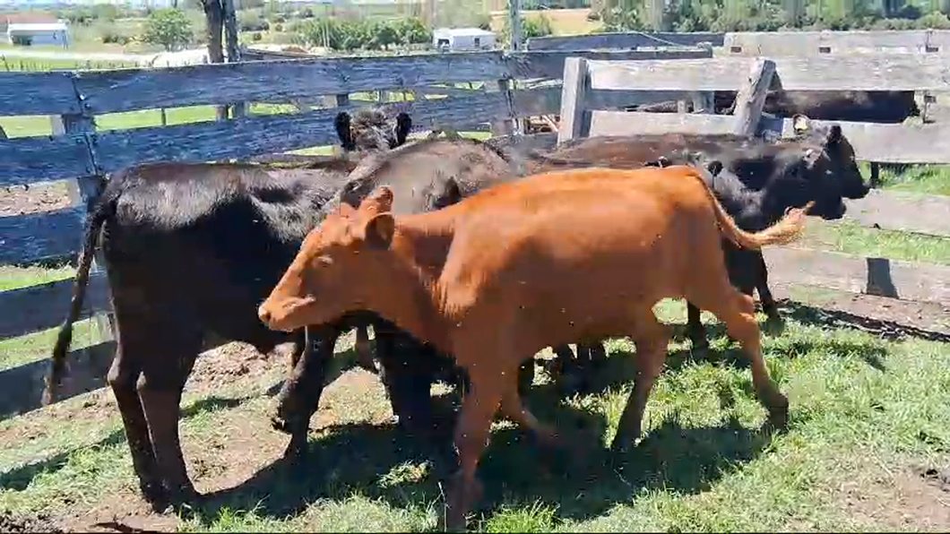 Lote 9 Terneros Cruza Angus a remate en Ultima Pantalla del Año - Escritorio Camy en Pavon