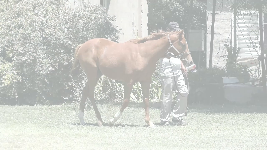 Lote COSTA BALLET (LENOVO - MISS RECITAL)