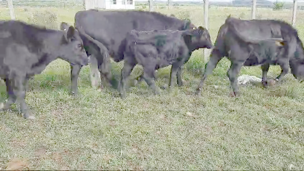 Lote 6 Terneras Angus a remate en 11º Subasta - CAB  249kg -  en Paraje La Laguna. Cerca Ombues Lavalle y Carmelo