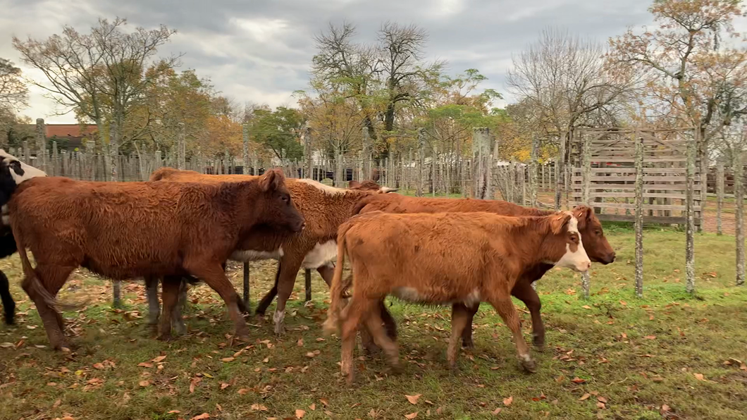 Lote 16 Vaquillonas 2 a 3 años