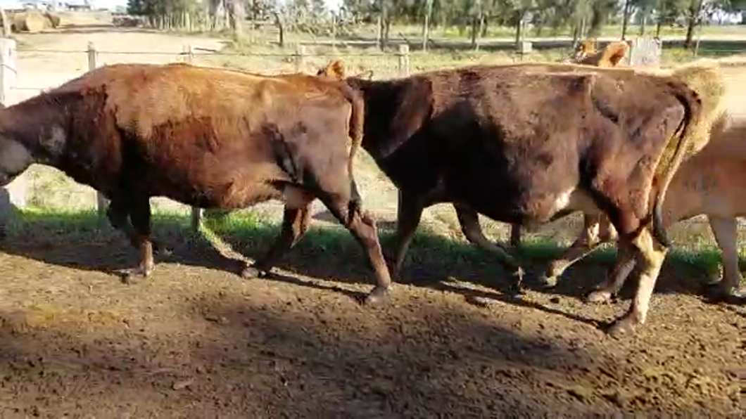 Lote 3 Vacas de Invernada YERSEY a remate en PANTALLA CAMY 450kg - , San José
