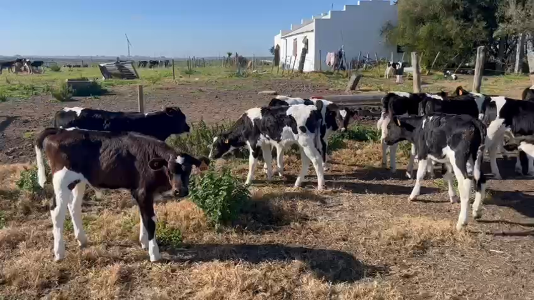 Lote 13 Terneros Holando a remate en Pantalla Camy  70kg -  en Berrando