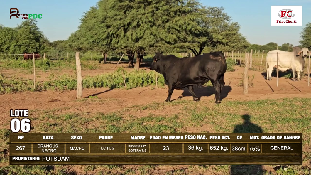 Lote Machos BRANGUS NEGRO a remate en Expo Pioneros 23 de Mayo 2024 en Pioneros del Chaco S.A.