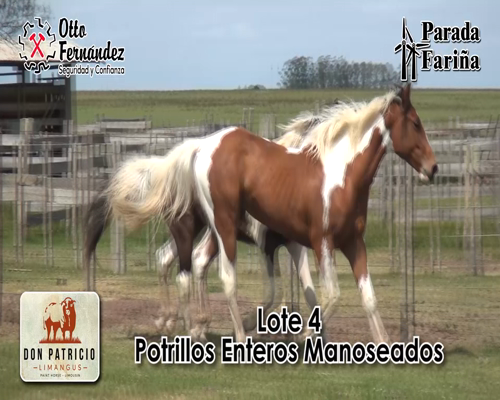 Lote Padrillo Manoseado