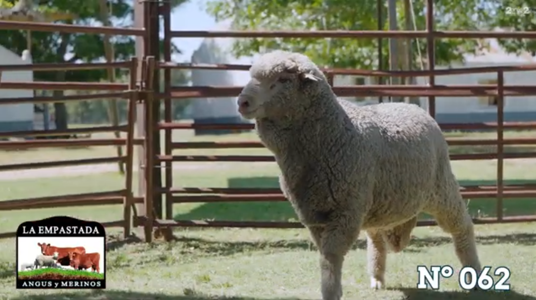 Lote Merino Donhe